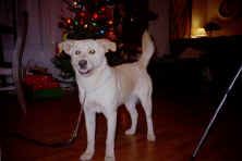 blondiechristmas01.jpg (61814 bytes)