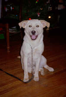 blondiechristmas02.jpg (62437 bytes)