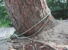treecable02.jpg (135552 bytes)