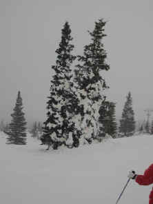 frozentree_breck02.jpg (55801 bytes)