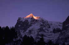 alpineglowgrinelwald01.jpg (44791 bytes)